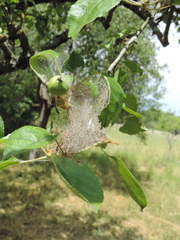 Yponomeuta malinellus