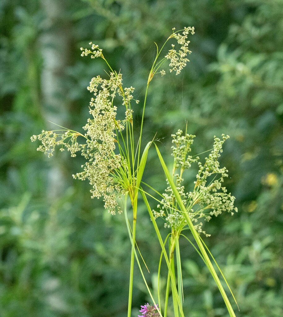 woolgrass from Burnaby, BC, Canada on August 2, 2024 at 07:22 AM by ...