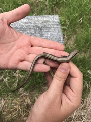 Plestiodon septentrionalis