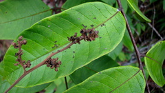 Thyrsodium spruceanum