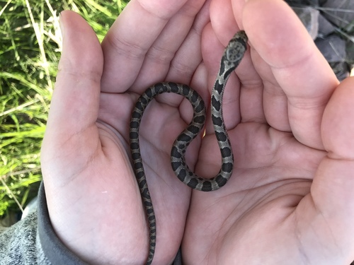Photo of a Western Foxsnake (Pantherophis ramspotti)