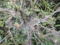 Yponomeuta malinellus