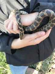 Pantherophis ramspotti