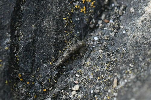 Western Sea Bristletail photo 5