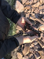 Pantherophis ramspotti