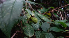 Rubus cardotii