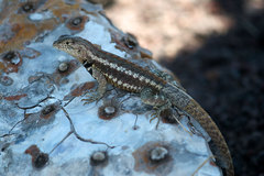 Microlophus bivittatus