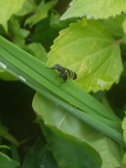 Tritoxa flexa