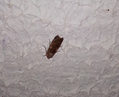 Lepidoptera
