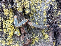 Stenomacra marginella