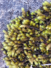 Breutelia substricta