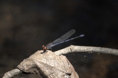 Argia oenea