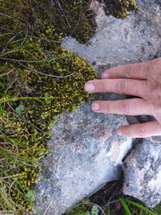 Breutelia substricta