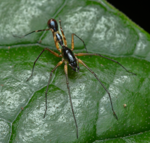 Corinnomma rapax