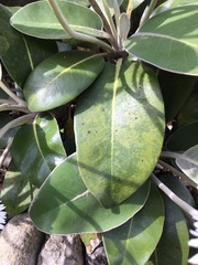 Pachystegia insignis