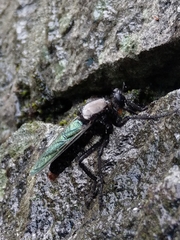 Microstylum oberthurii