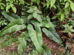 Philodendron deflexum, photograph (c) agujaceratops, some rights reserved (CC BY)
