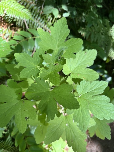 Ribes sanguineum