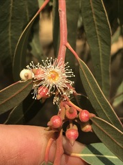 Eucalyptus camaldulensis