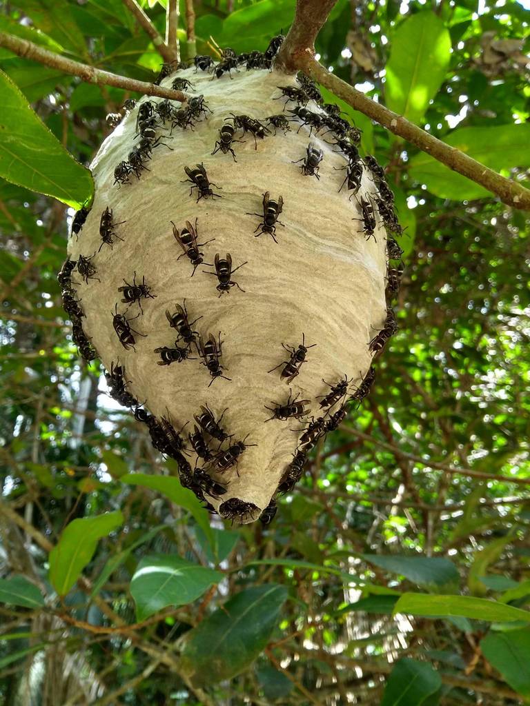 Pseudopolybia