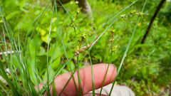 Carex interior
