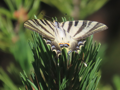Iberian Scarce Swallowtail photo 6