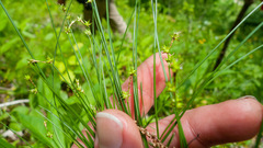 Carex interior