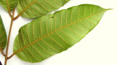 Thyrsodium spruceanum