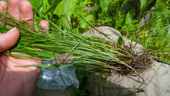 Carex interior