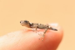 Sphaerodactylus glaucus