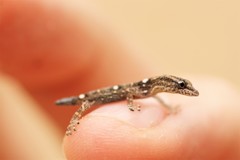 Sphaerodactylus glaucus