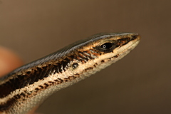 Marisora lineola