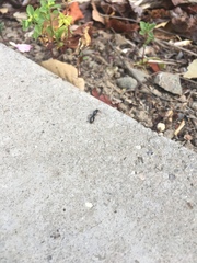 Formicidae