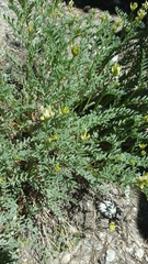 Astragalus bolanderi