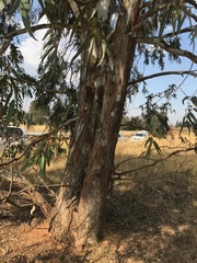 Eucalyptus camaldulensis