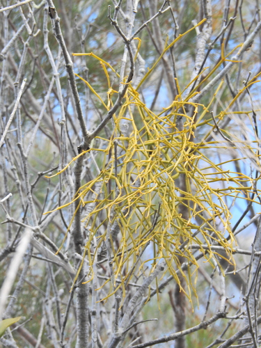Image of Viscum articulatum by (c) Scott W. Gavins, some rights reserved (CC BY)