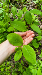 Lonicera dioica
