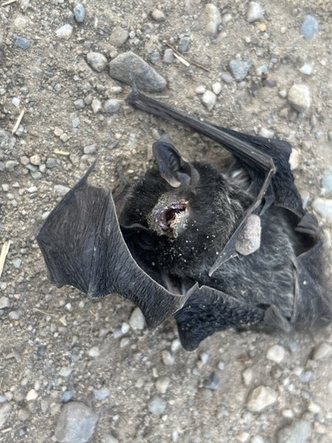 Silver-haired Bat photographed in Utah