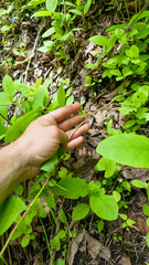 Lonicera dioica