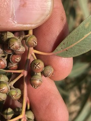 Eucalyptus camaldulensis