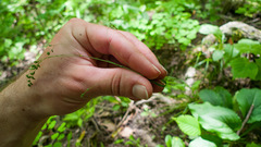 Poa saltuensis