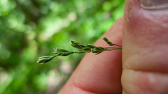 Poa saltuensis