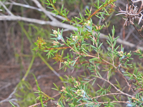 Image of Homoranthus virgatus by (c) Scott W. Gavins, some rights reserved (CC BY)