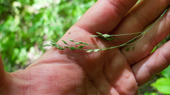 Poa saltuensis