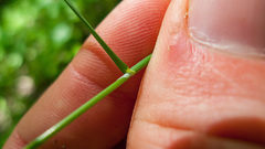 Poa saltuensis
