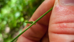 Poa saltuensis
