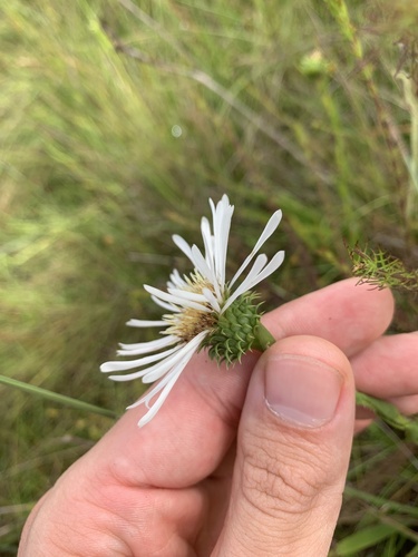 Image of Eurybia eryngiifolia by no rights reserved