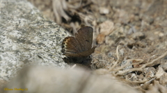 Icaricia shasta