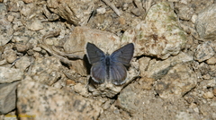 Icaricia shasta