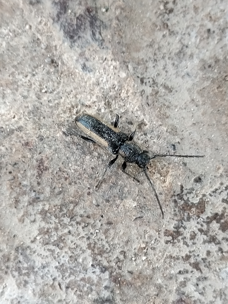 Zagymnus variatus